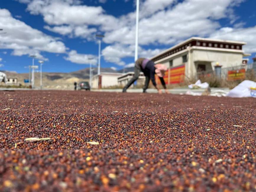 西藏吉?。簬愠两襟w驗(yàn)秋收打場(chǎng)【15】