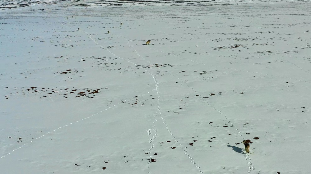 天地一色，狼群在雪地里不斷地向前奔跑。