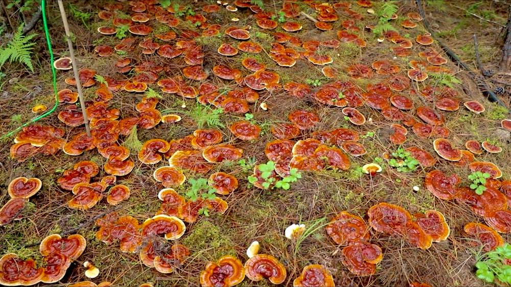 靈芝長勢喜人。