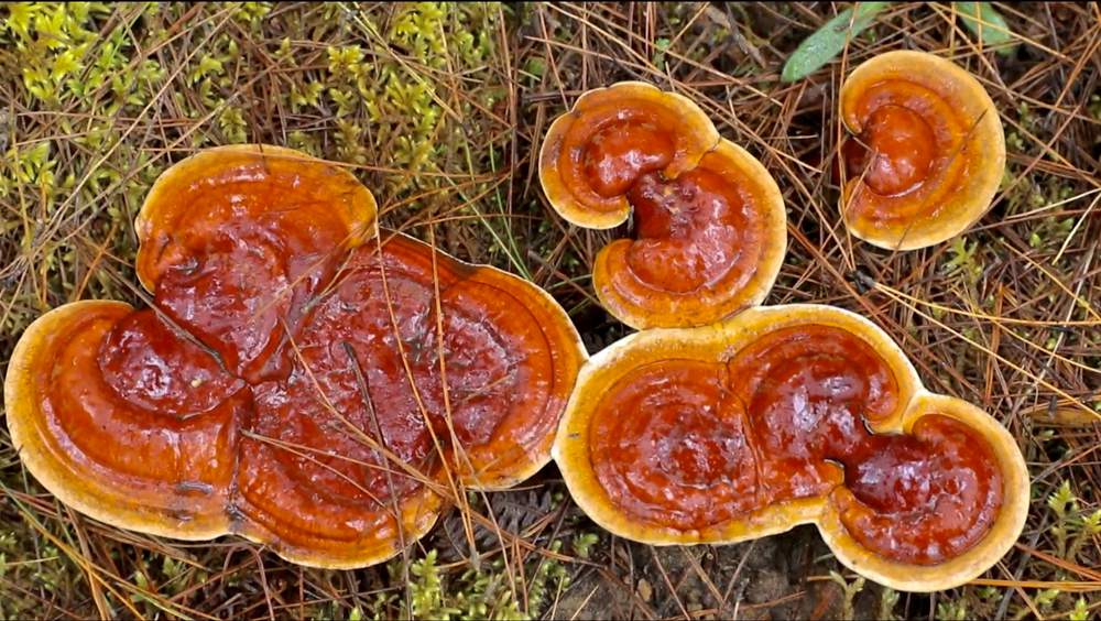 破土而出的靈芝宛如一把把撐開的“小雨傘”。