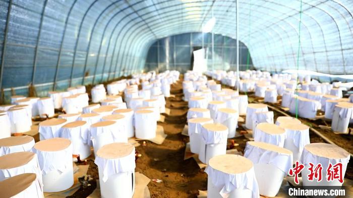 圖為靈芝套袋?！∴嚢?攝