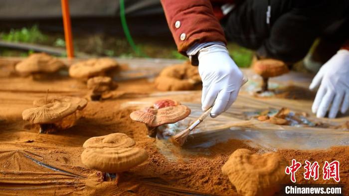 圖為農民采收靈芝孢子粉?！〉录?攝