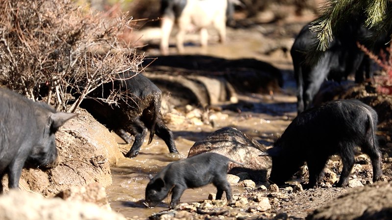 藏香豬在喝水。