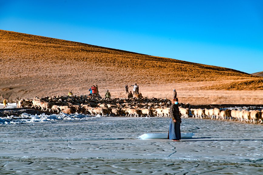 牧民趕著羊群，準(zhǔn)備通過冰面。 覃穎華攝