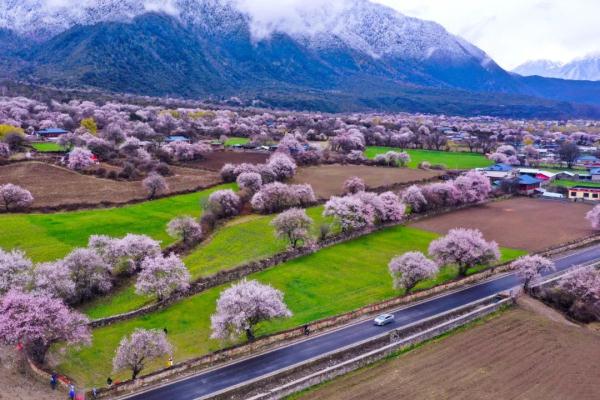 人間桃花源！林芝桃花有多絕？