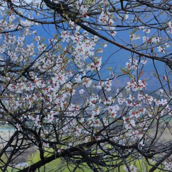 人間桃花源！林芝桃花有多絕？