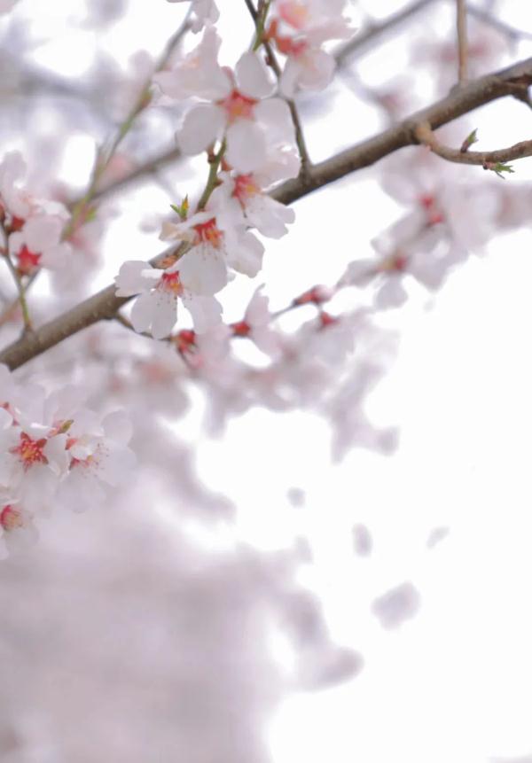 人間桃花源！林芝桃花有多絕？