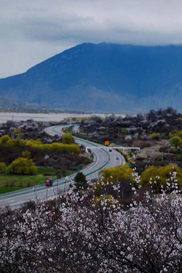 人間桃花源！林芝桃花有多絕？