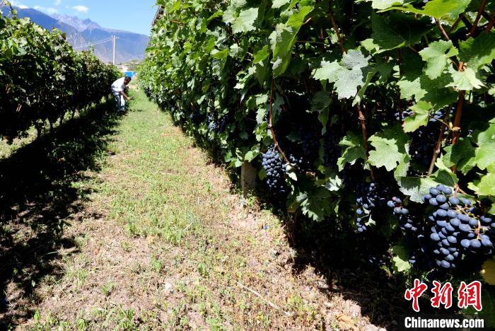 昌都芒康縣依托“兩江流域”干熱河谷地帶地理優(yōu)勢(shì)將康巴蜜橘、蘋果、甜石榴、葡萄、蜜桃等經(jīng)濟(jì)林木種植。　昌都市芒康縣委宣傳部供圖