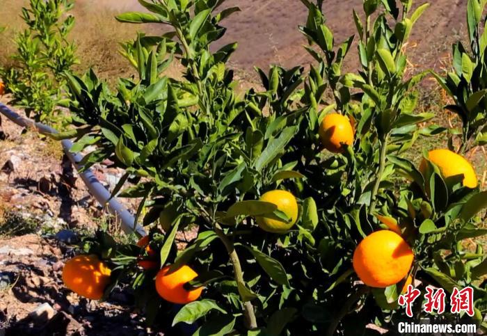 昌都芒康縣依托“兩江流域”干熱河谷地帶地理優(yōu)勢(shì)將康巴蜜橘、蘋果、甜石榴、葡萄、蜜桃等經(jīng)濟(jì)林木種植?！〔际忻⒖悼h委宣傳部供圖