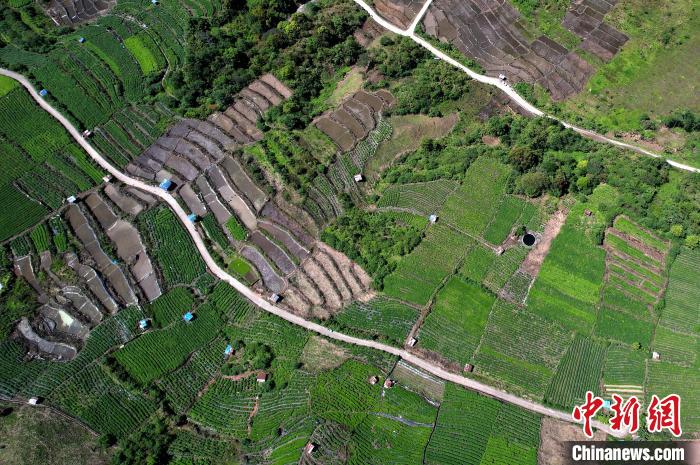 圖為西藏林芝市墨脫縣城附近的茶田。(無人機(jī)照片) 李林 攝