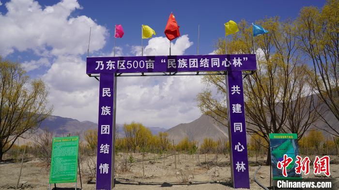 圖為“民族團(tuán)結(jié)同心林”項(xiàng)目?！∧藮|融媒供圖