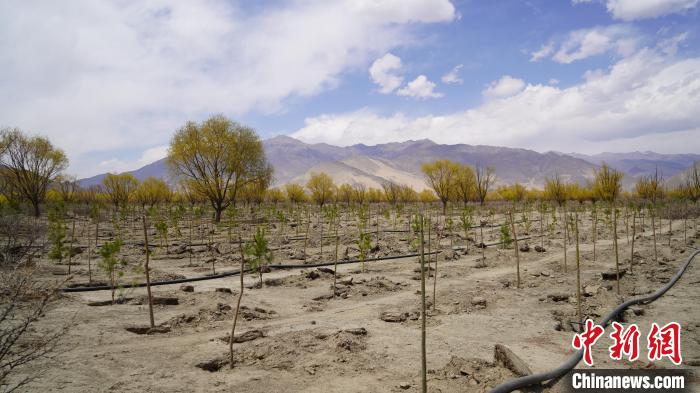 圖為位于乃東區(qū)雅魯藏布江河畔的“民族團(tuán)結(jié)同心林”已初具雛形?！∧藮|融媒供圖