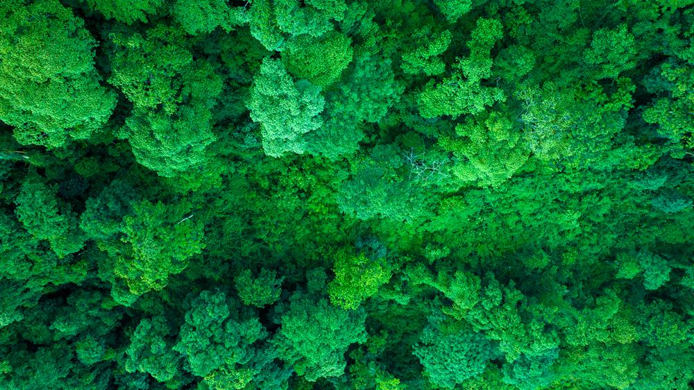 森林覆蓋率達到50%以上，滿目皆綠。益西曲批攝