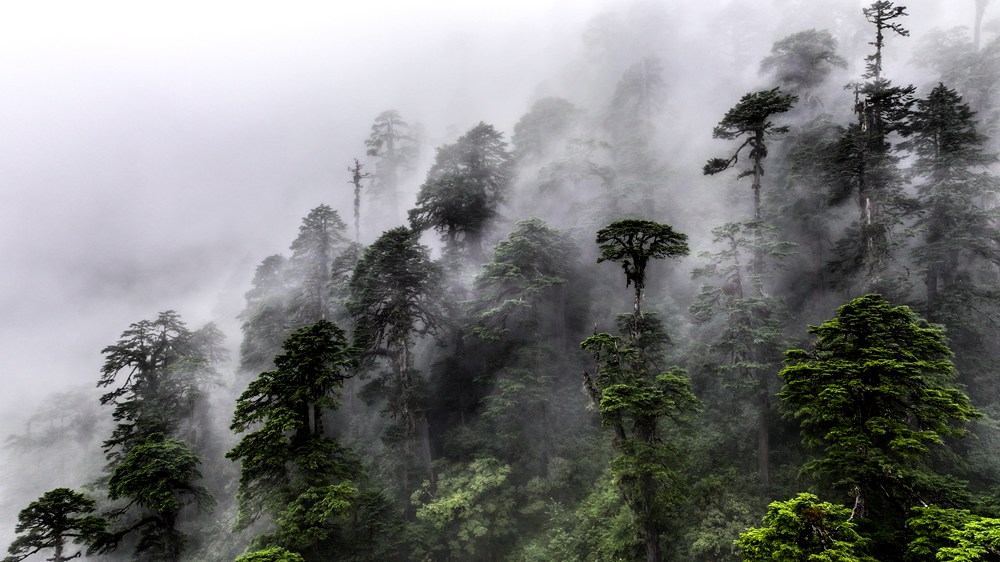 水霧蒸騰，滿目皆綠。張澤坤攝