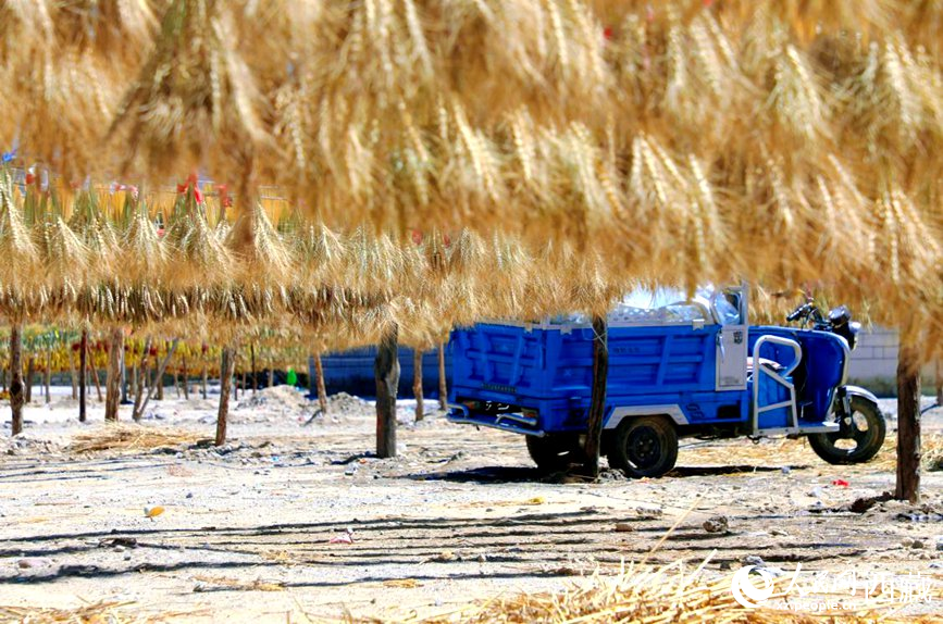 金燦燦的秋天，都是收獲。  人民網(wǎng) 李海霞攝