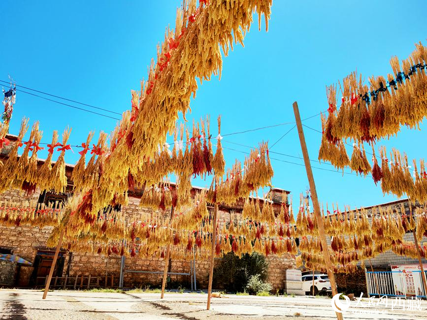 村子廣場上曬滿了糧食。 人民網(wǎng) 李海霞攝