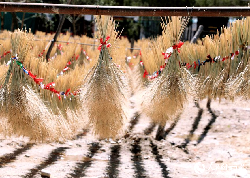 整個村莊沉浸在收獲的喜悅中。人民網(wǎng) 李海霞攝