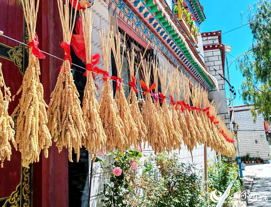 整個村莊沉浸在收獲的喜悅中。人民網(wǎng) 李海霞攝