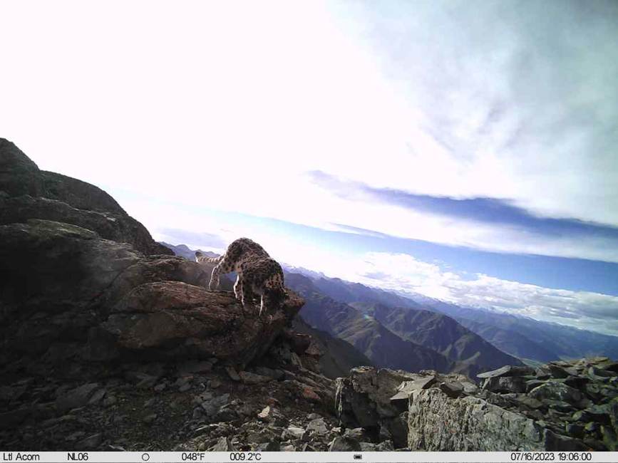 雪豹影像。山水自然保護(hù)中心供圖