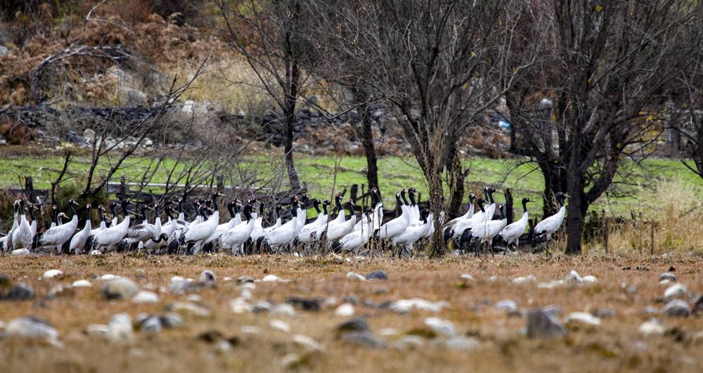 黑頸鶴在濕地上閑庭信步。索多攝