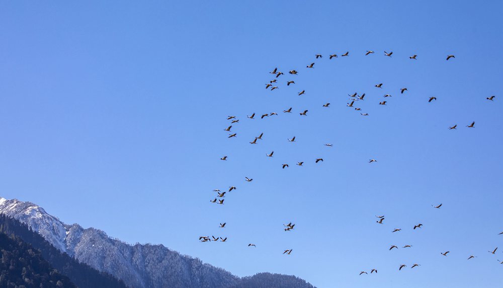黑頸鶴在天空中自由翱翔。索多攝