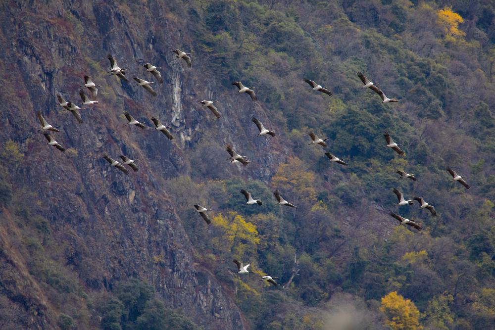 黑頸鶴蹁躚起舞美如畫。索多攝