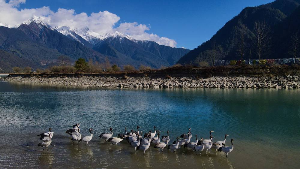 河中嬉戲的黑頸鶴。益西旦增攝