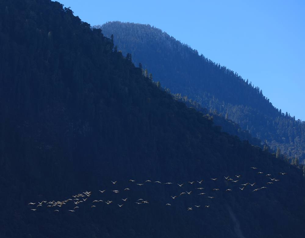 黑頸鶴在天空中自由翱翔。益西旦增攝