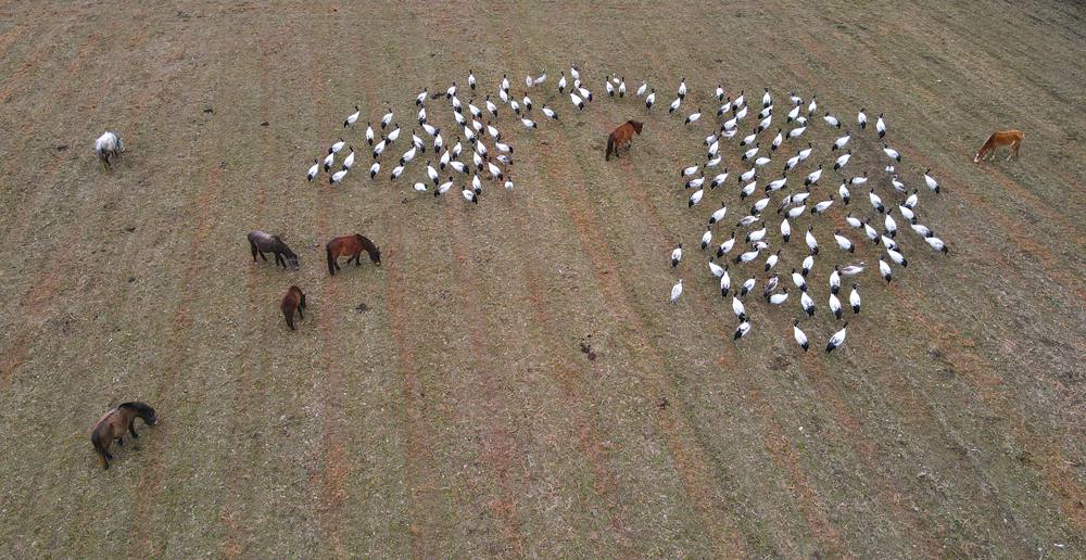 覓食中的黑頸鶴。益西旦增攝