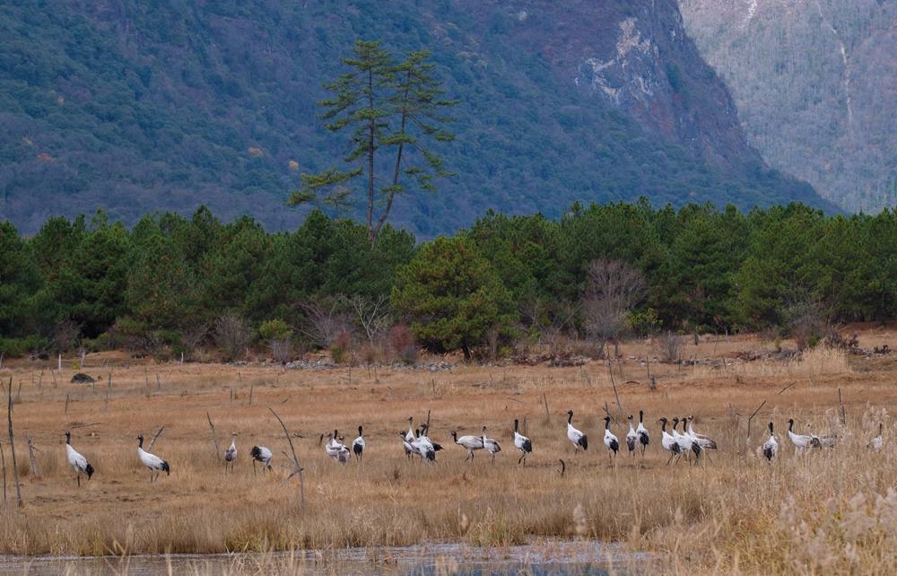 覓食中的黑頸鶴。扎頓攝