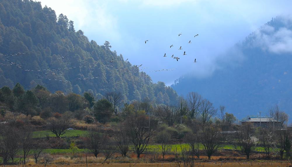成群的黑頸鶴為冬日高原增添生機。益西旦增攝