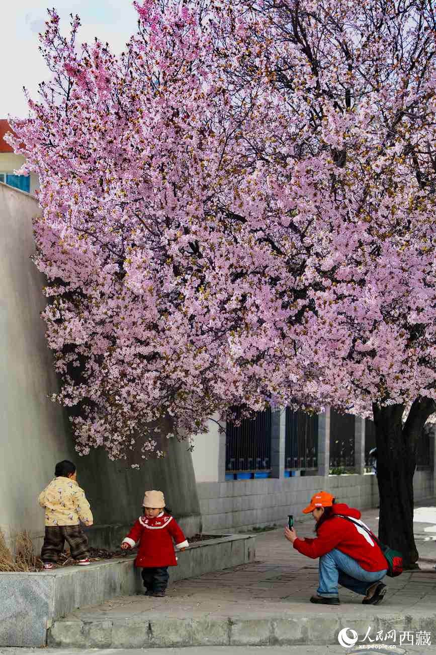 桃林下，拉薩市民游客樂享春光。人民網(wǎng)記者 次仁羅布攝