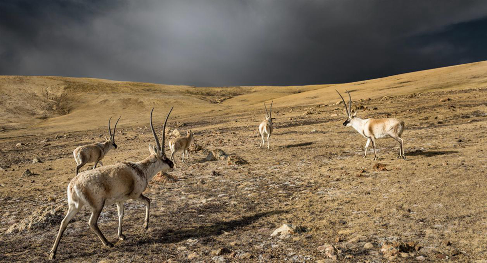 “高原精靈”藏羚羊。尼瑪多吉攝