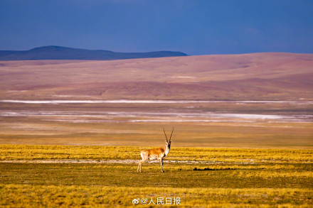 可愛壁紙上新！藏羚羊就是高原上的精靈吧