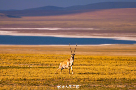 可愛壁紙上新！藏羚羊就是高原上的精靈吧