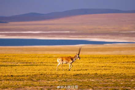 可愛壁紙上新！藏羚羊就是高原上的精靈吧