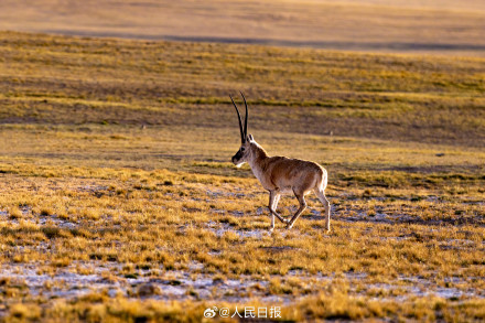 可愛壁紙上新！藏羚羊就是高原上的精靈吧