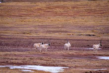 可愛壁紙上新！藏羚羊就是高原上的精靈吧