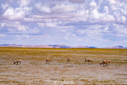 可愛壁紙上新！藏羚羊就是高原上的精靈吧