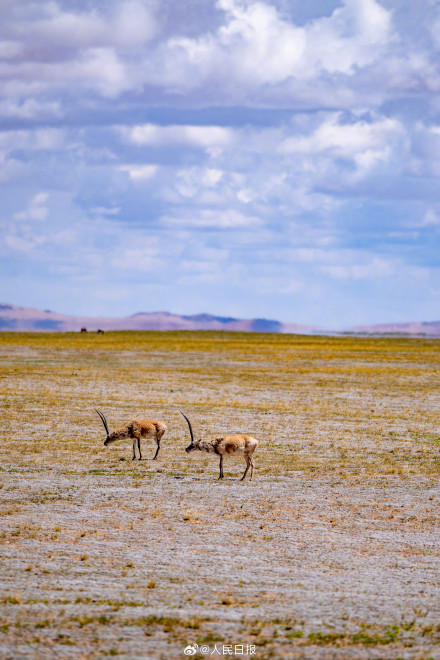 可愛壁紙上新！藏羚羊就是高原上的精靈吧