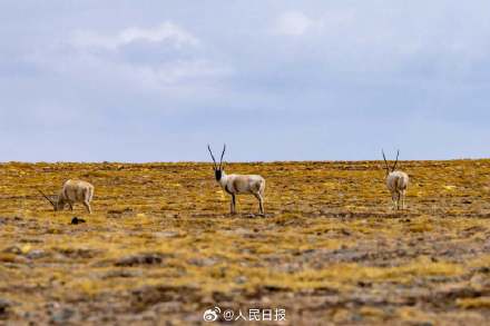可愛壁紙上新！藏羚羊就是高原上的精靈吧