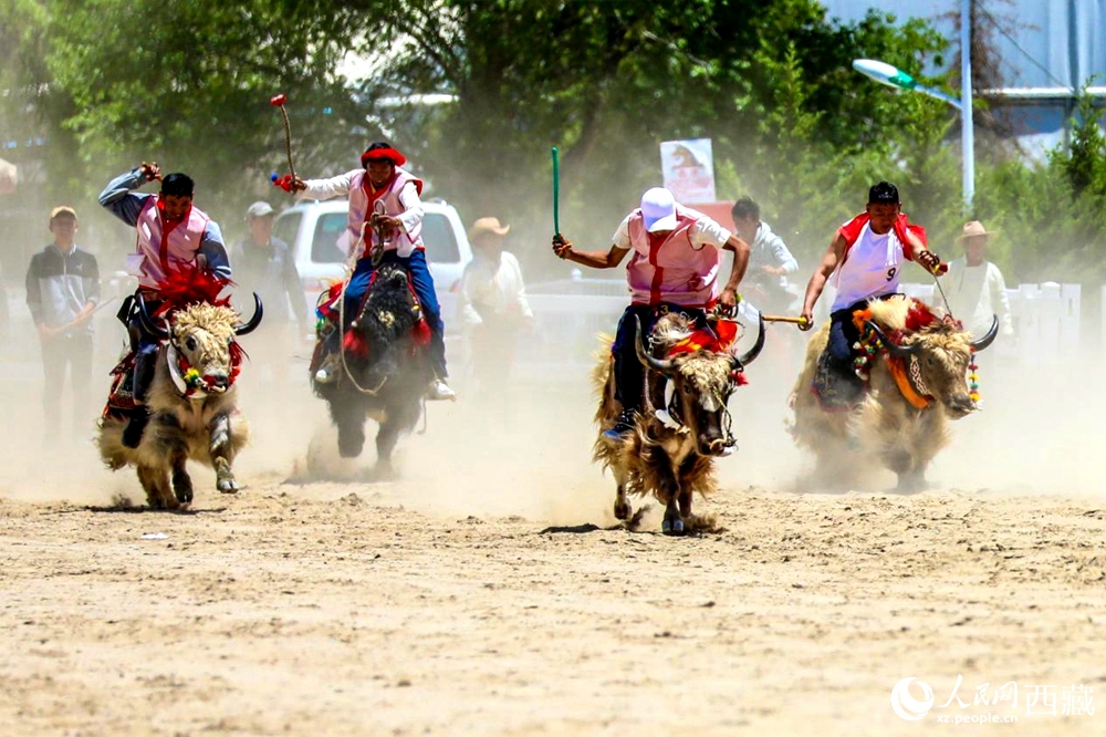 拉薩首屆農(nóng)牧民運(yùn)動(dòng)會(huì)上的賽牦牛比賽。