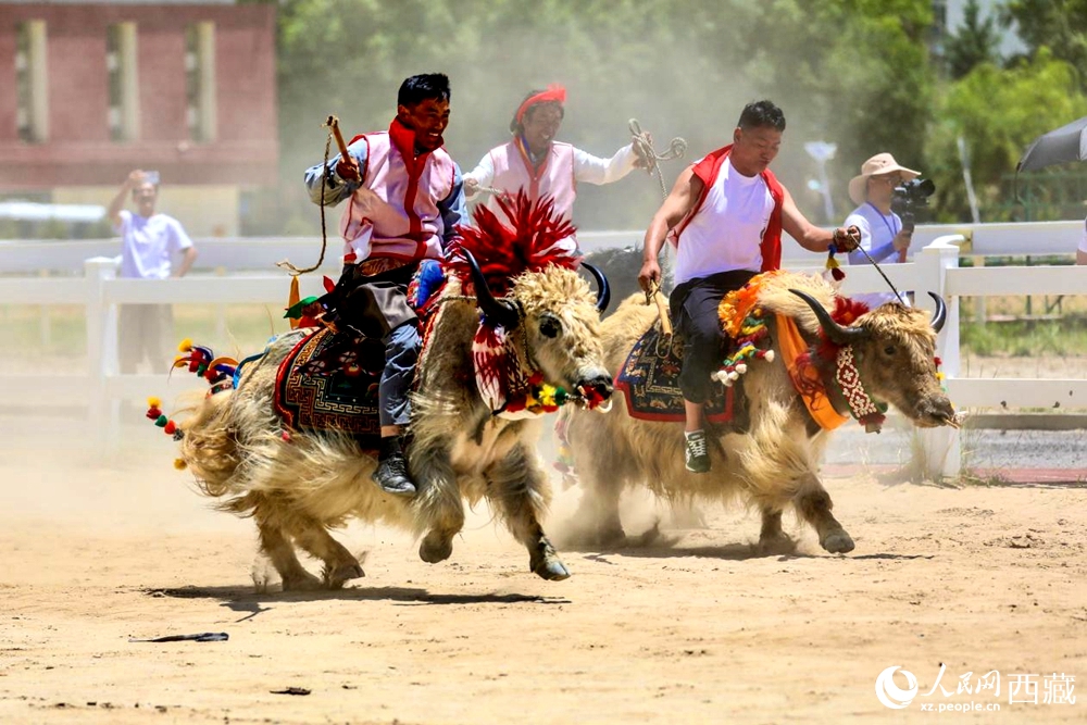 拉薩首屆農(nóng)牧民運(yùn)動(dòng)會(huì)上的賽牦牛比賽。