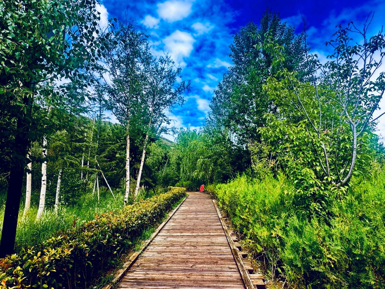 郁郁蔥蔥的南山公園。人民網(wǎng)記者 益西康珠攝