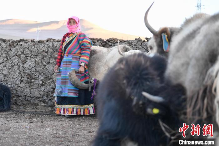 西藏安多:牧民的一天從擠牦牛奶開(kāi)始