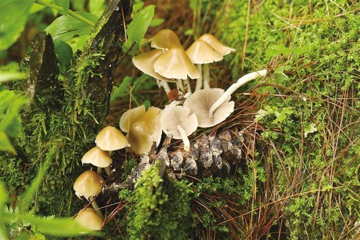 科研團(tuán)隊(duì)解鎖青藏高原大型真菌新密碼