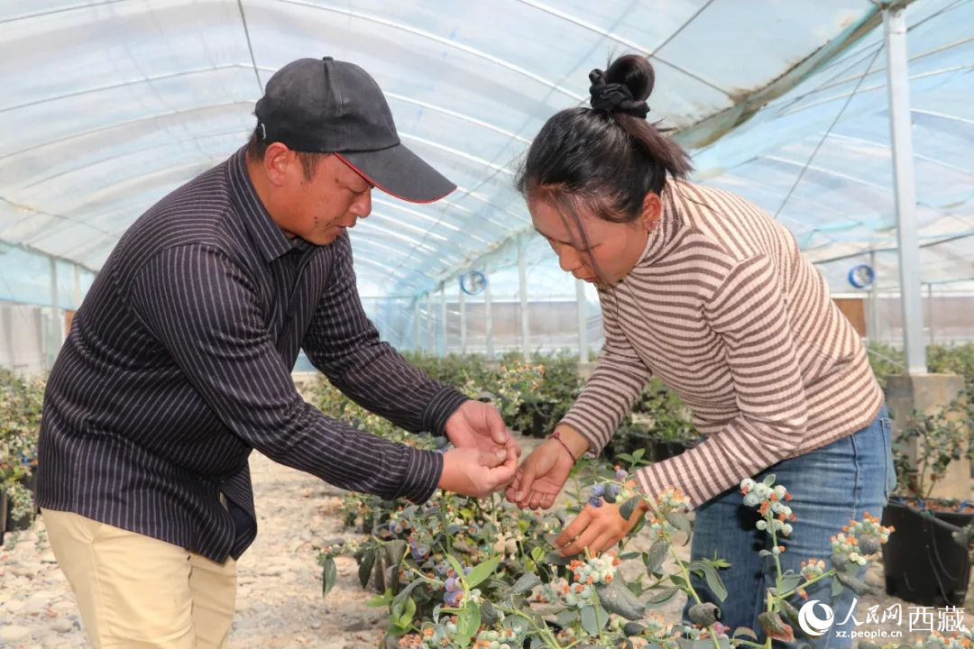 技術(shù)員劉家平和措姆在溫室大棚檢查藍(lán)莓的長(zhǎng)勢(shì)。次仁龍布攝