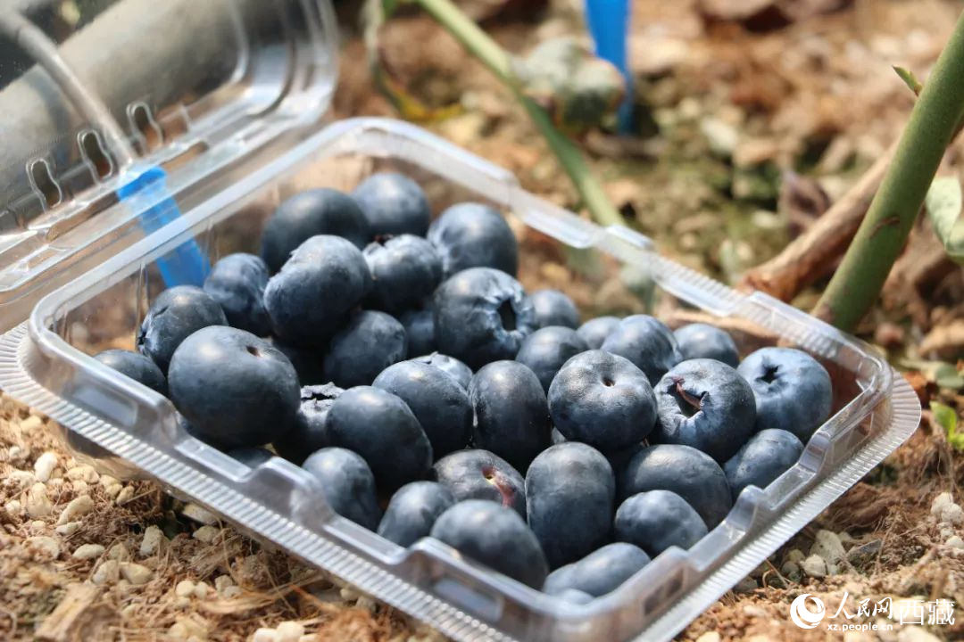 藍(lán)莓表面覆蓋著天然果霜。次仁龍布攝