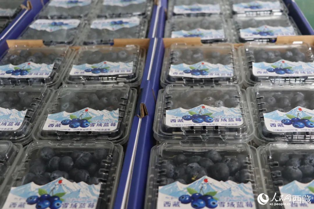 包裝好的藍(lán)莓。次仁龍布攝